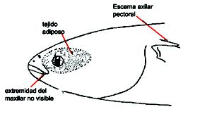 Mugil cephalus_claves